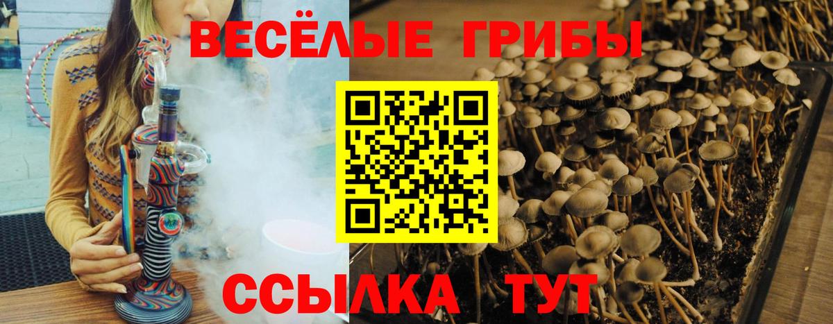 Псилоцибиновые грибы прущие грибы  Псилоцибиновые грибы GOLDEN TEACHER  купить   Вход с VPN  Гагарин 